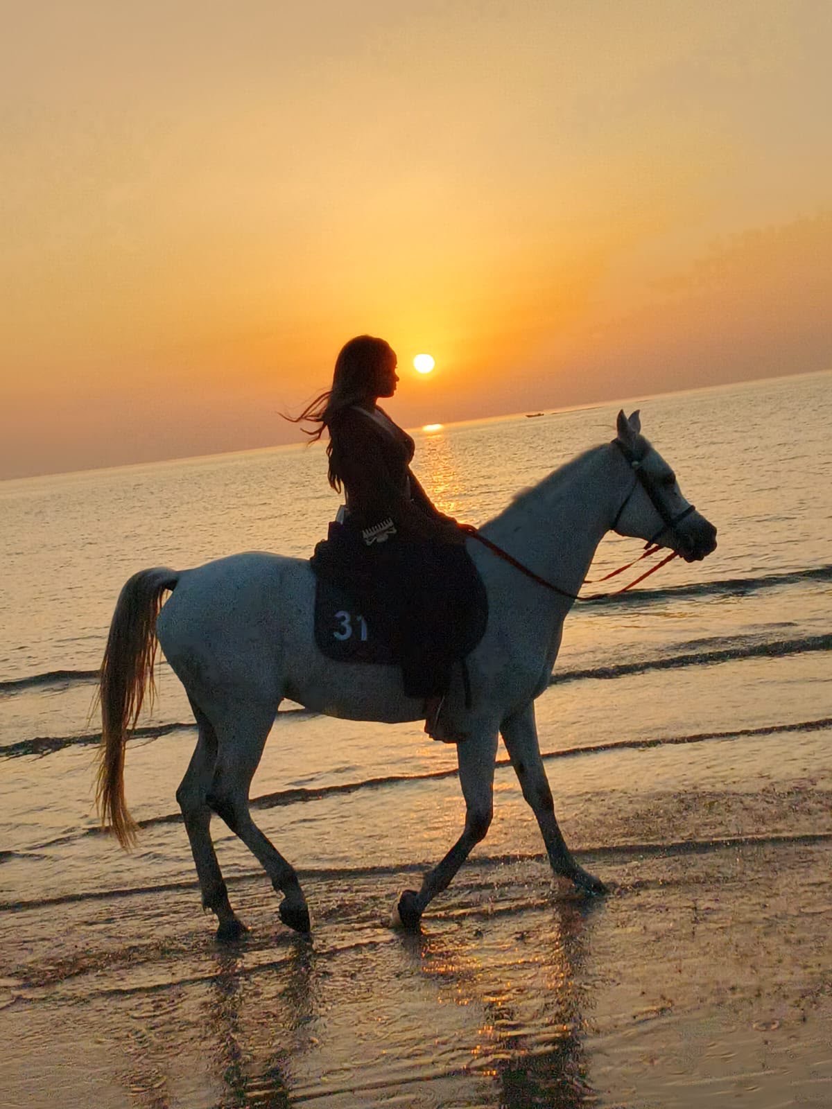Grey Arabian horse and rider walking through the shallows at sunset